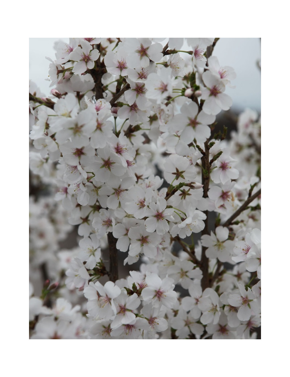 PRUNUS ROYAL FLAME® - Cerisier à fleurs