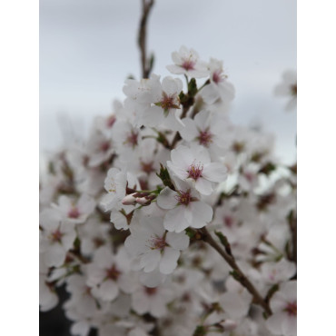 PRUNUS ROYAL FLAME® - Cerisier à fleurs