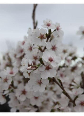 PRUNUS ROYAL FLAME® - Cerisier à fleurs