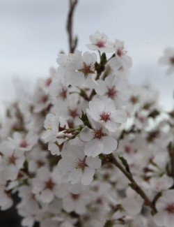 PRUNUS ROYAL FLAME® - Cerisier à fleurs
