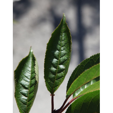 PRUNUS ROYAL FLAME® - Cerisier à fleurs