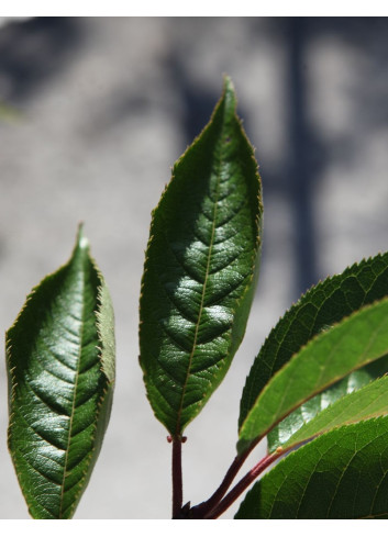 PRUNUS ROYAL FLAME® - Cerisier à fleurs
