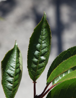 PRUNUS ROYAL FLAME® - Cerisier à fleurs