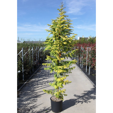 METASEQUOIA glyptostroboides AMBER GLOW® - Metaséquoia En pot de 15-20 litres hauteur 125-150 cm