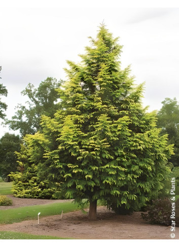 METASEQUOIA glyptostroboides AMBER GLOW® - Metaséquoia
