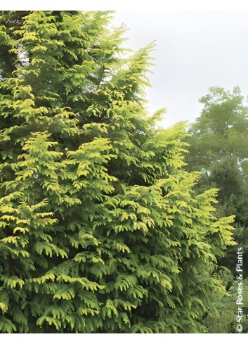 METASEQUOIA glyptostroboides AMBER GLOW® - Metaséquoia
