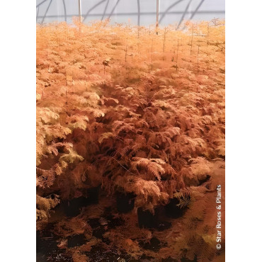 METASEQUOIA glyptostroboides AMBER GLOW® - Metaséquoia