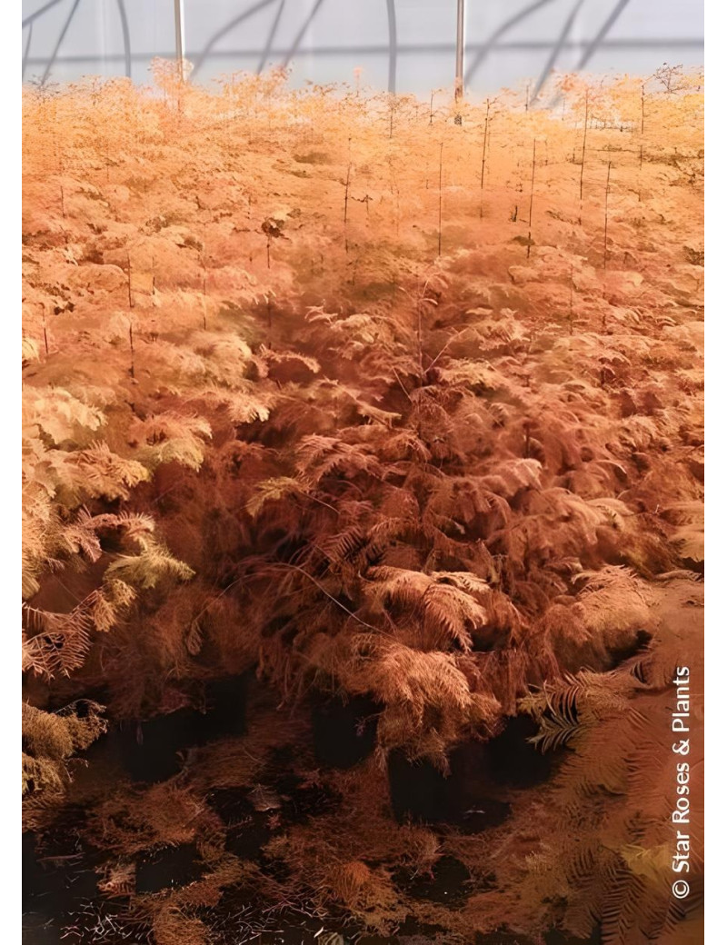 METASEQUOIA glyptostroboides AMBER GLOW® - Metaséquoia