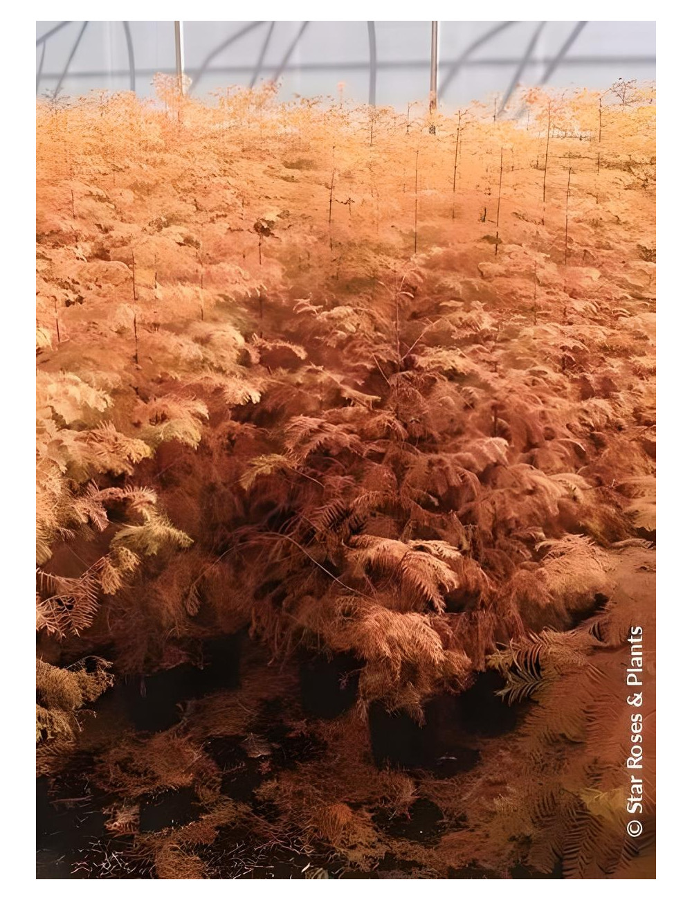 METASEQUOIA glyptostroboides AMBER GLOW® - Metaséquoia