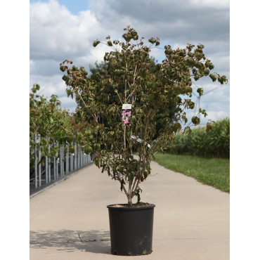 CORNUS kousa BENI-FUJI - Cornouiller à fleurs En pot de 15-20 litres forme buisson hauteur 100-125 cm