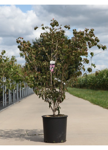 CORNUS kousa BENI-FUJI - Cornouiller à fleurs En pot de 15-20 litres forme buisson hauteur 100-125 cm