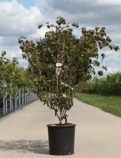 CORNUS kousa BENI-FUJI - Cornouiller à fleurs En pot de 15-20 litres forme buisson hauteur 100-125 cm