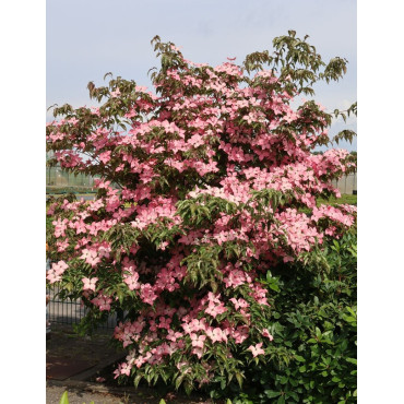 CORNUS kousa BENI-FUJI - Cornouiller à fleurs