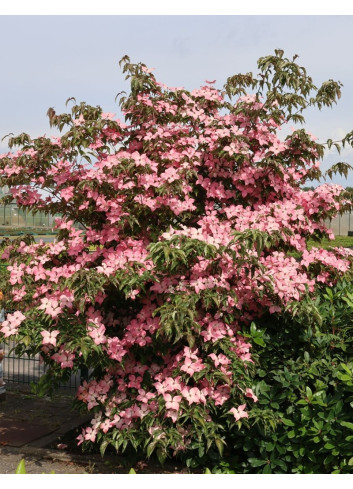 CORNUS kousa BENI-FUJI - Cornouiller à fleurs