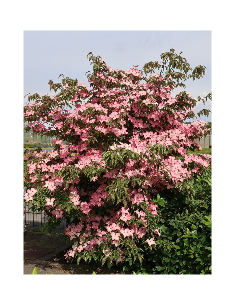 CORNUS kousa BENI-FUJI - Cornouiller à fleurs