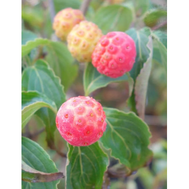 CORNUS kousa BENI-FUJI - Cornouiller à fleurs