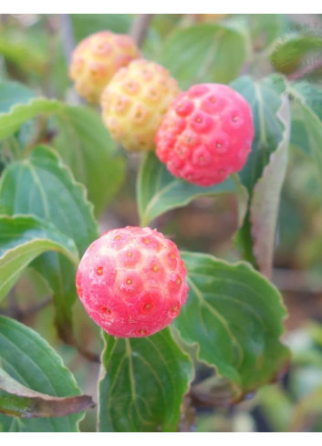 CORNUS kousa BENI-FUJI - Cornouiller à fleurs