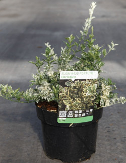 Euonymus fortunei HARLEQUIN - Fusain de Fortune En pot de 3-4 litres buisson hauteur 020-030 cm