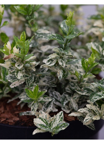 Euonymus fortunei HARLEQUIN - Fusain de Fortune