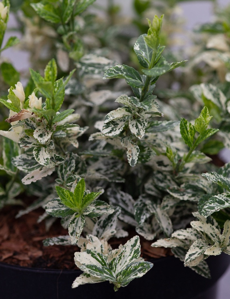 Euonymus fortunei HARLEQUIN - Fusain de Fortune