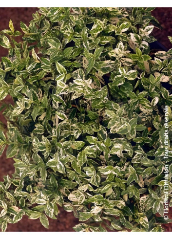 Euonymus fortunei HARLEQUIN - Fusain de Fortune
