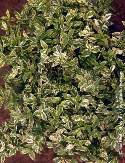 Euonymus fortunei HARLEQUIN - Fusain de Fortune