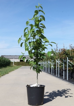 EUCOMMIA ulmoides - Arbre à gomme En pot de 12-15 litres hauteur 080-100 cm