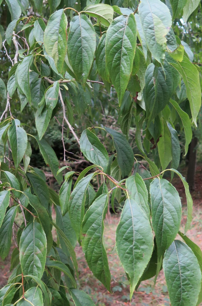 EUCOMMIA ulmoides - Arbre à gomme