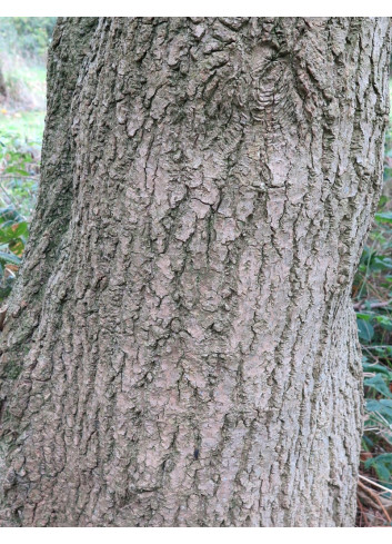 EUCOMMIA ulmoides - Arbre à gomme