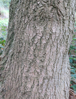 EUCOMMIA ulmoides - Arbre à gomme