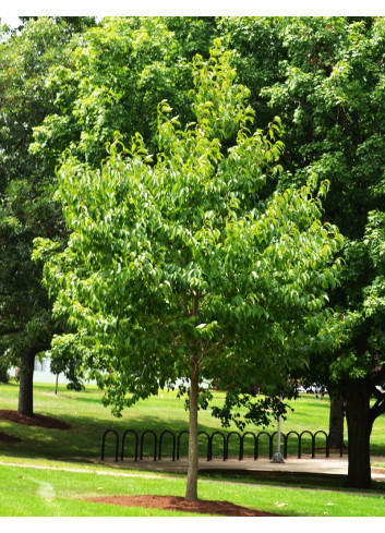 EUCOMMIA ulmoides - Arbre à gomme