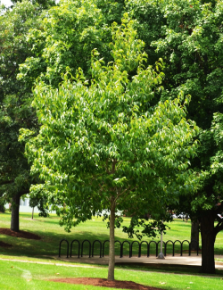 EUCOMMIA ulmoides - Arbre à gomme