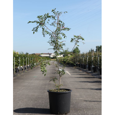 PISTACIA chinensis - Pistachier de Chine En pot de 15-20 litres hauteur 080-100 cm