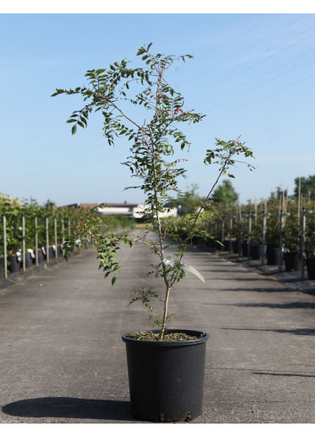 PISTACIA chinensis - Pistachier de Chine En pot de 15-20 litres hauteur 080-100 cm