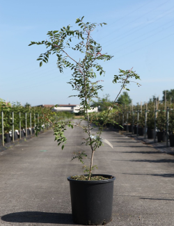 PISTACIA chinensis - Pistachier de Chine En pot de 15-20 litres hauteur 080-100 cm