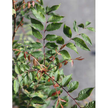 PISTACIA chinensis - Pistachier de Chine