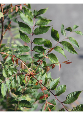 PISTACIA chinensis - Pistachier de Chine