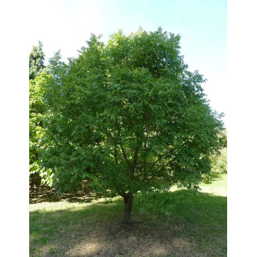 PISTACIA chinensis - Pistachier de Chine