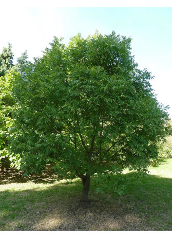 PISTACIA chinensis - Pistachier de Chine