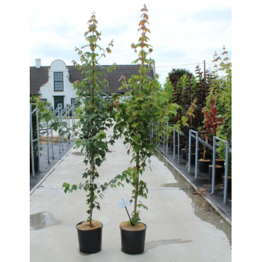 ACER rubrum SUN VALLEY - Érable rouge En pot de 12-15 litres forme baliveau hauteur 150-175 cm