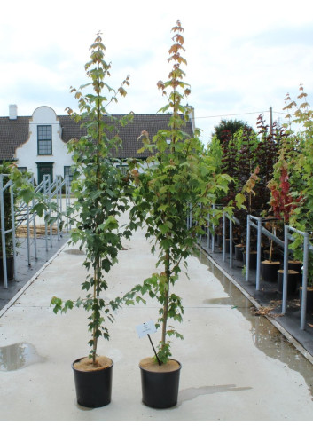 ACER rubrum SUN VALLEY - Érable rouge En pot de 12-15 litres forme baliveau hauteur 150-175 cm