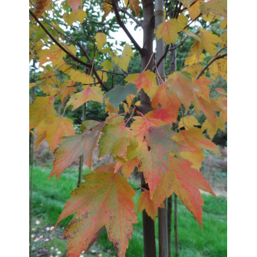 ACER rubrum SUN VALLEY - Érable rouge