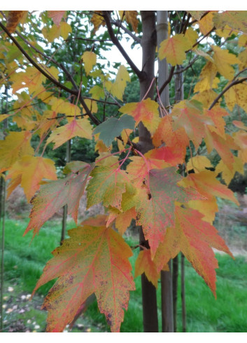 ACER rubrum SUN VALLEY - Érable rouge