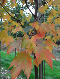 ACER rubrum SUN VALLEY - Érable rouge