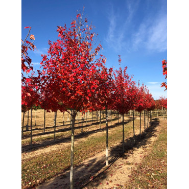 ACER rubrum SUN VALLEY - Érable rouge