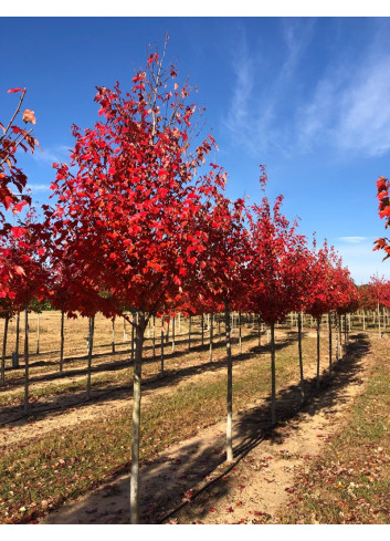 ACER rubrum SUN VALLEY - Érable rouge