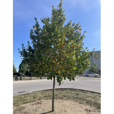 ACER rubrum SUN VALLEY - Érable rouge