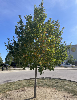 ACER rubrum SUN VALLEY - Érable rouge
