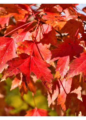 ACER rubrum SUN VALLEY - Érable rouge
