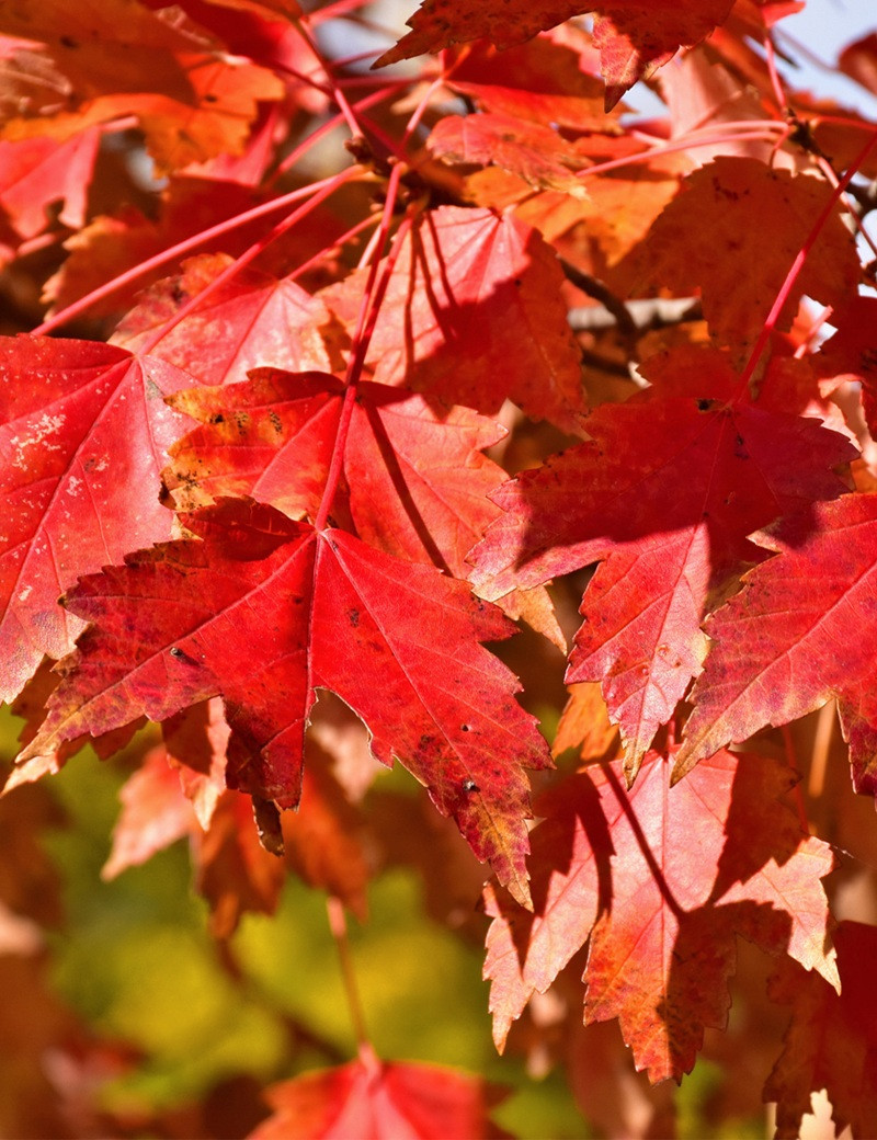 ACER rubrum SUN VALLEY - Érable rouge ACER rubrum SUN VALLEY - Érable rouge